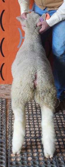 Heeg's Crazy H Club Lambs