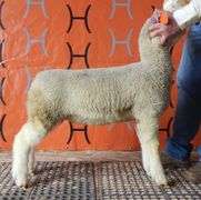 Heeg's Crazy H Club Lambs