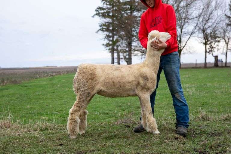 Dover Genetics