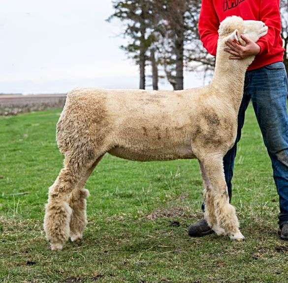 Dover Genetics