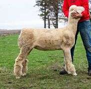 Dover Genetics