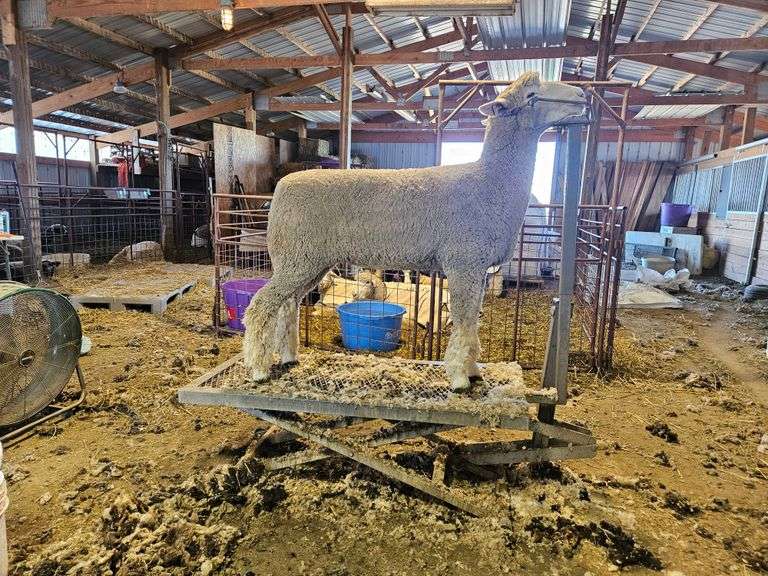Triple C Sheep Co
