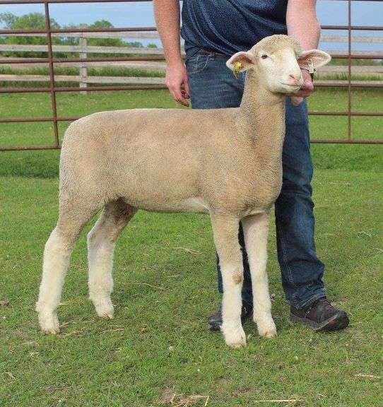 Isaiah Bauck (Dew Drop Farms)