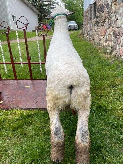 Weber Livestock Company