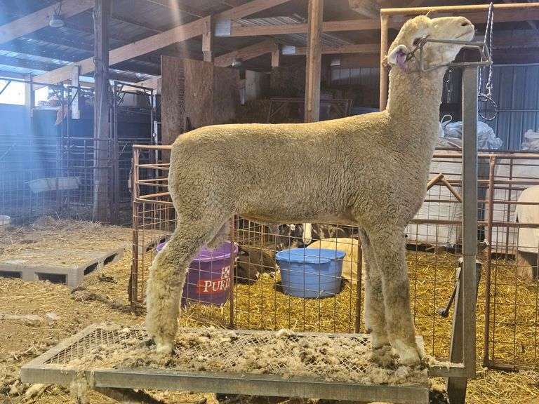 Triple C Sheep Co
