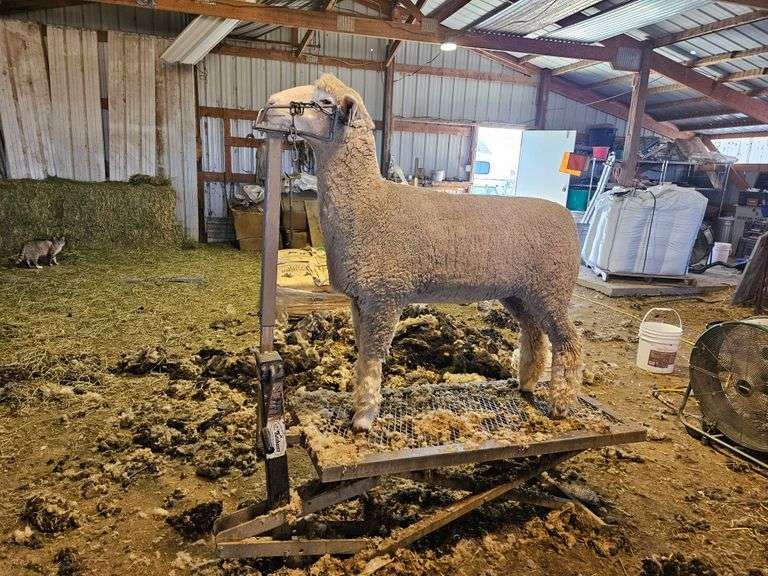 Triple C Sheep Co