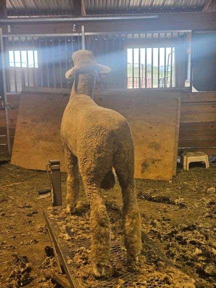 Triple C Sheep Co