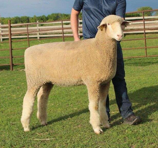 Isaiah Bauck (Dew Drop Farms)