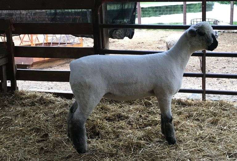 Weber Livestock Company