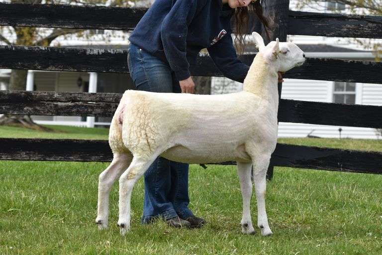 Diamond C Farm-David Clyde