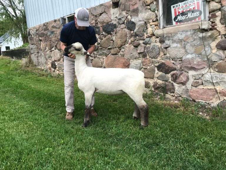 Weber Livestock Company