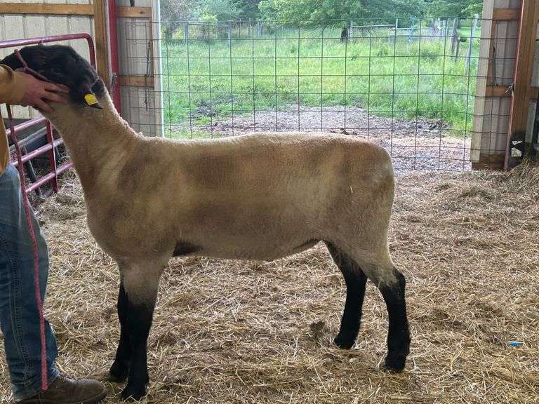 PETH FAMILY SUFFOLKS