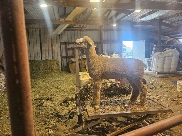 Triple C Sheep Co