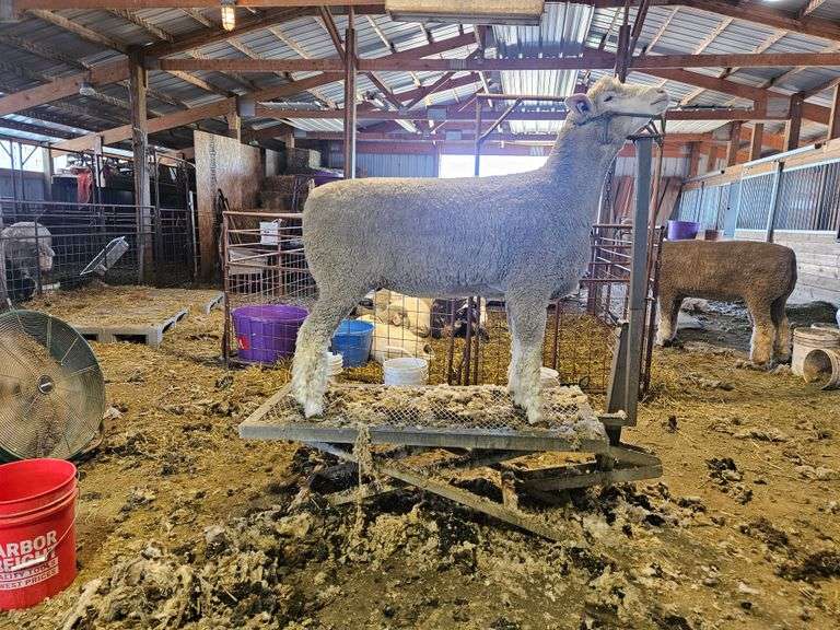 Triple C Sheep Co