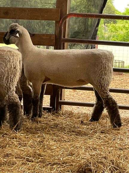 Weber Livestock Company