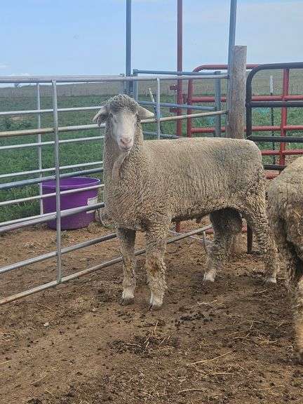 Triple C Sheep Co