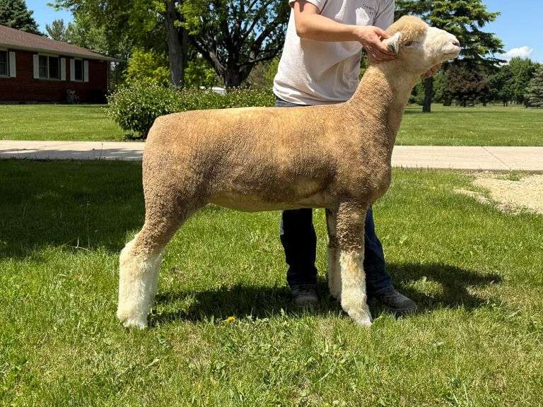 Little Rock Creek Lamb & Wool