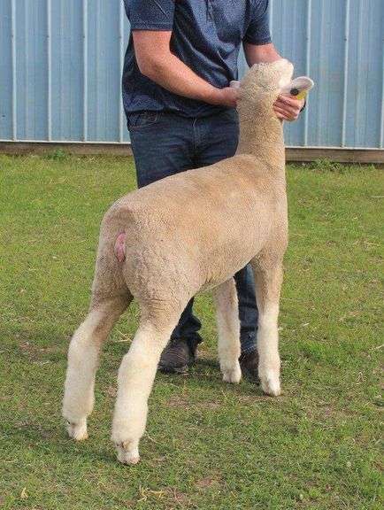 Isaiah Bauck (Dew Drop Farms)