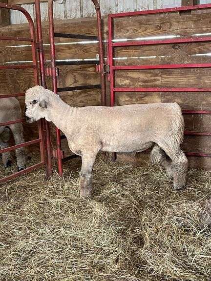 Weber Livestock Company