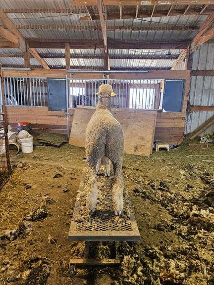 Triple C Sheep Co