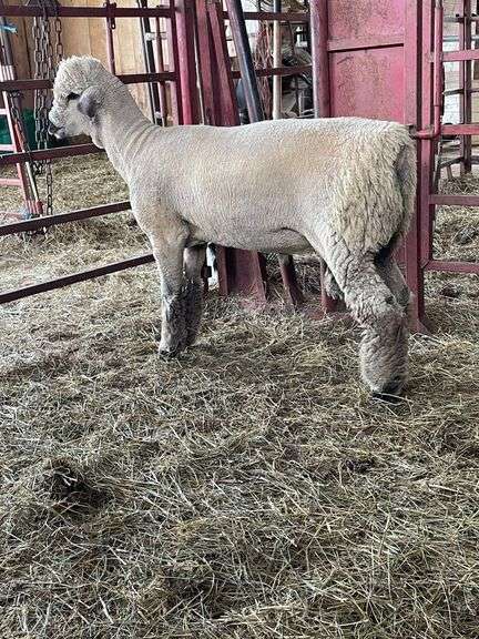 Weber Livestock Company