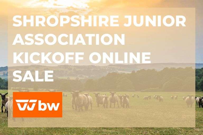 2025 Shropshire Futurity Yearling Ewe Belt Buckle Sponsorship