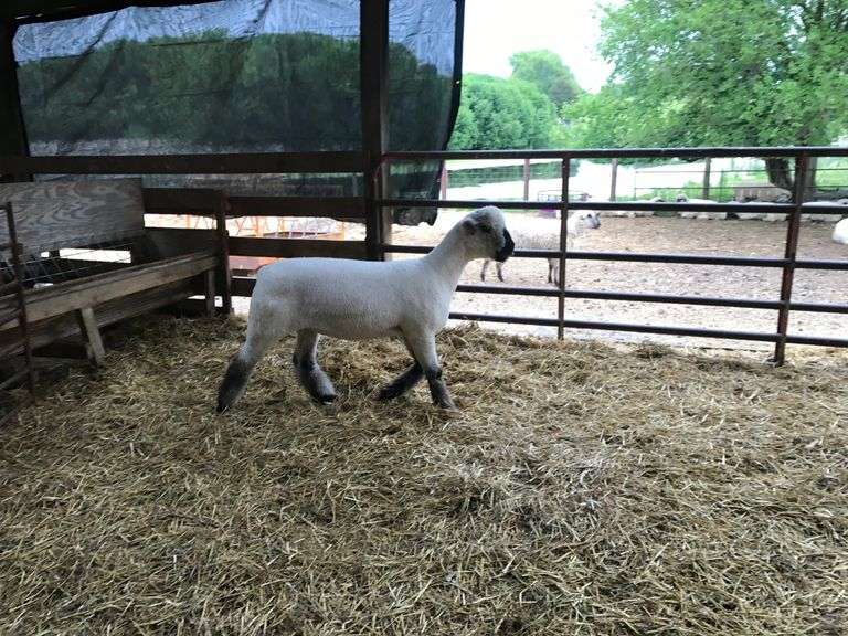 Weber Livestock Company
