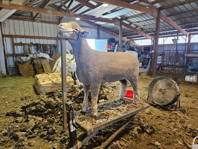 Triple C Sheep Co