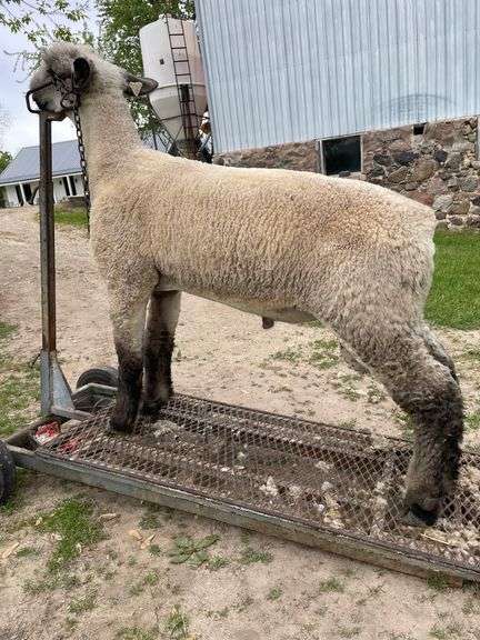 Weber Livestock Company