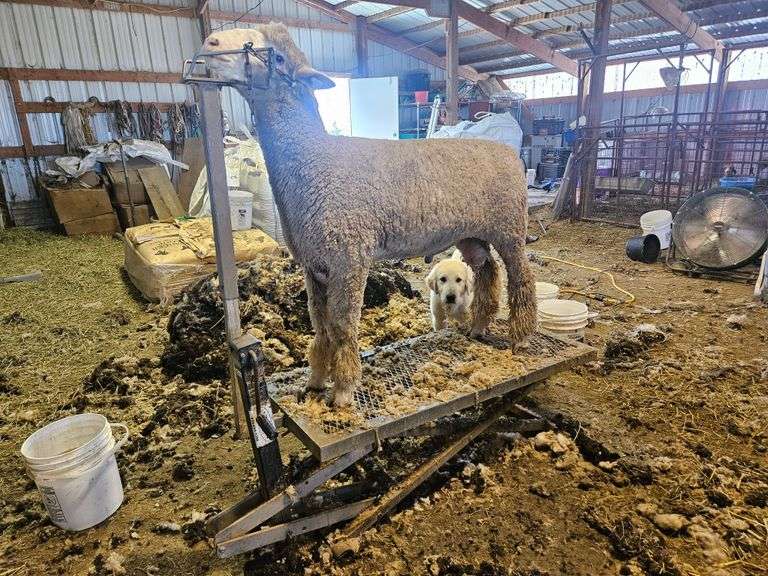 Triple C Sheep Co