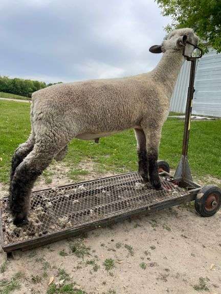 Weber Livestock Company