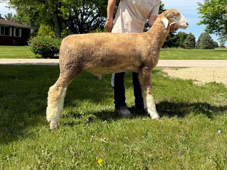 Little Rock Creek Lamb & Wool