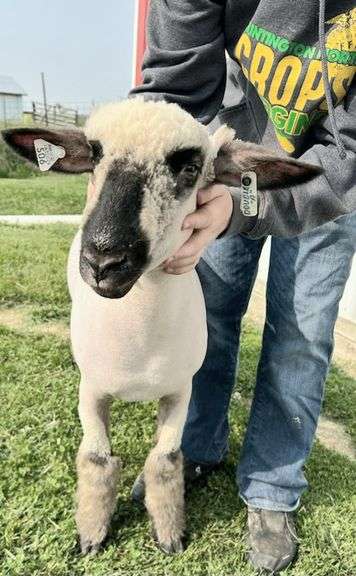 Double “A” Oxfords