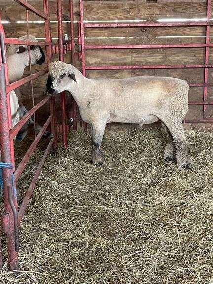 Weber Livestock Company