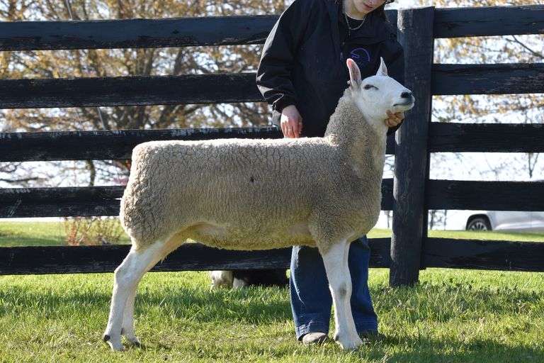 Diamond C Farm-David Clyde