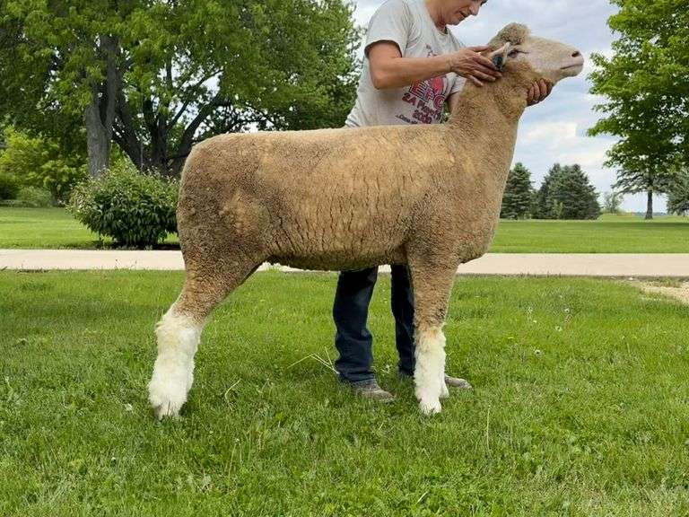 Little Rock Creek Lamb & Wool