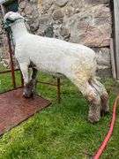 Weber Livestock Company