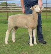 Isaiah Bauck (Dew Drop Farms)
