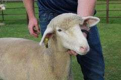 Isaiah Bauck (Dew Drop Farms)