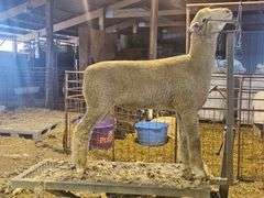 Triple C Sheep Co
