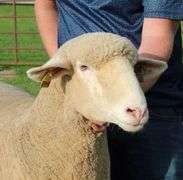 Isaiah Bauck (Dew Drop Farms)