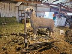 Triple C Sheep Co