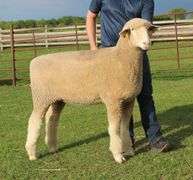 Isaiah Bauck (Dew Drop Farms)