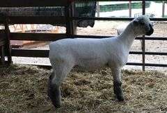 Weber Livestock Company