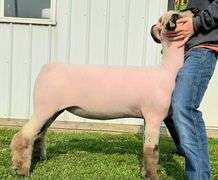 Double “A” Oxfords