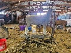 Triple C Sheep Co