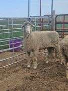 Triple C Sheep Co
