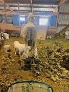 Triple C Sheep Co