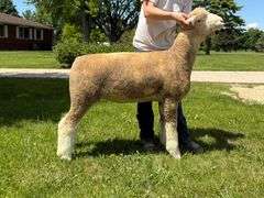Little Rock Creek Lamb & Wool