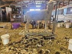 Triple C Sheep Co